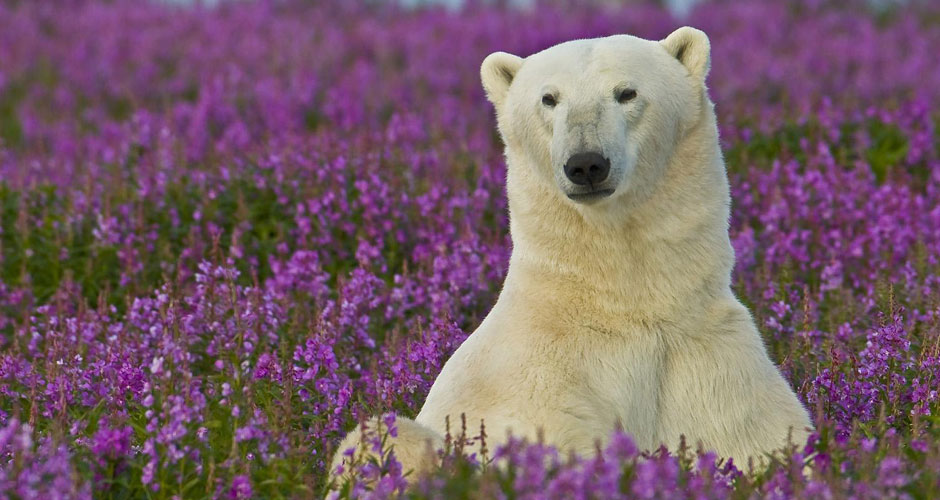 Polar Bear