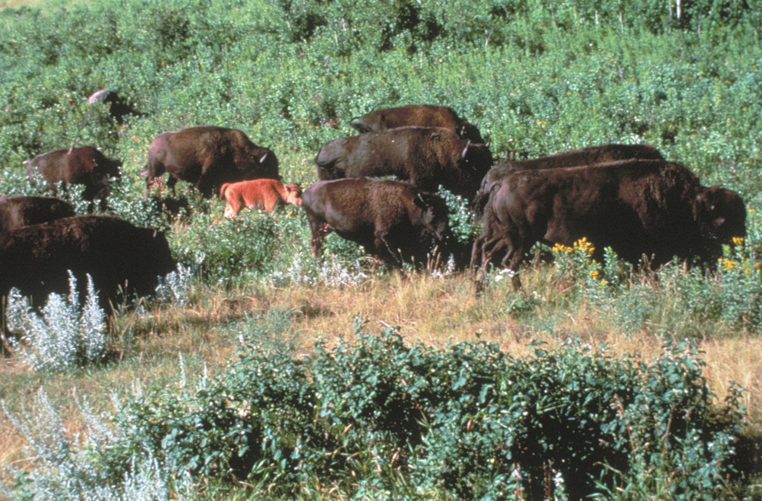 Herd of Buffalo