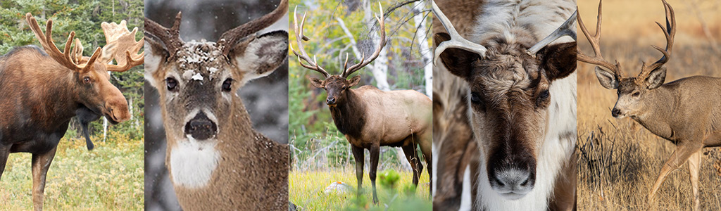 Photo collage of moose, deer and elk