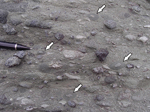 Click to enlarge outcrop photograph of pelletal lapilli (arrows) from the diamondiferous polymictic conglomerate, Knee Lake
