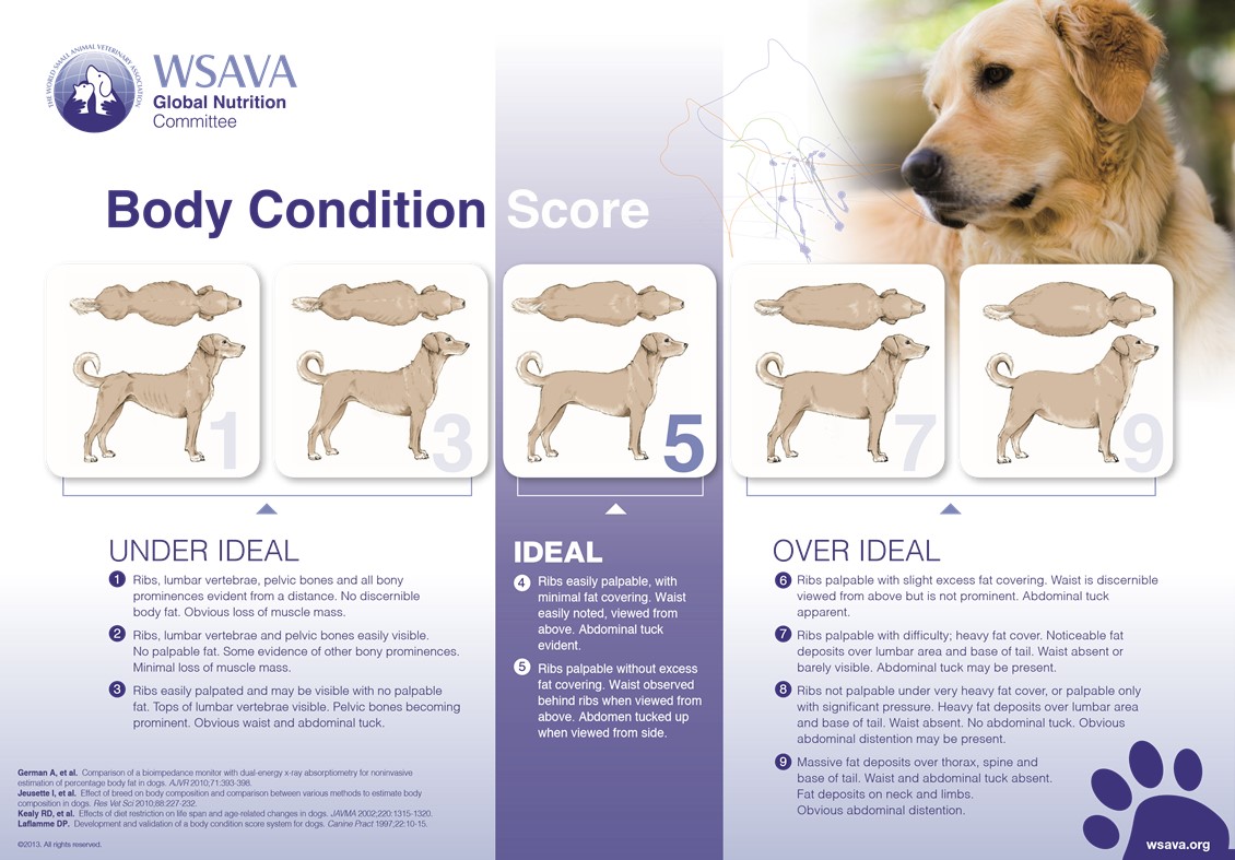 Dog Body Condition Score with three categories under ideal, ideal and over ideal