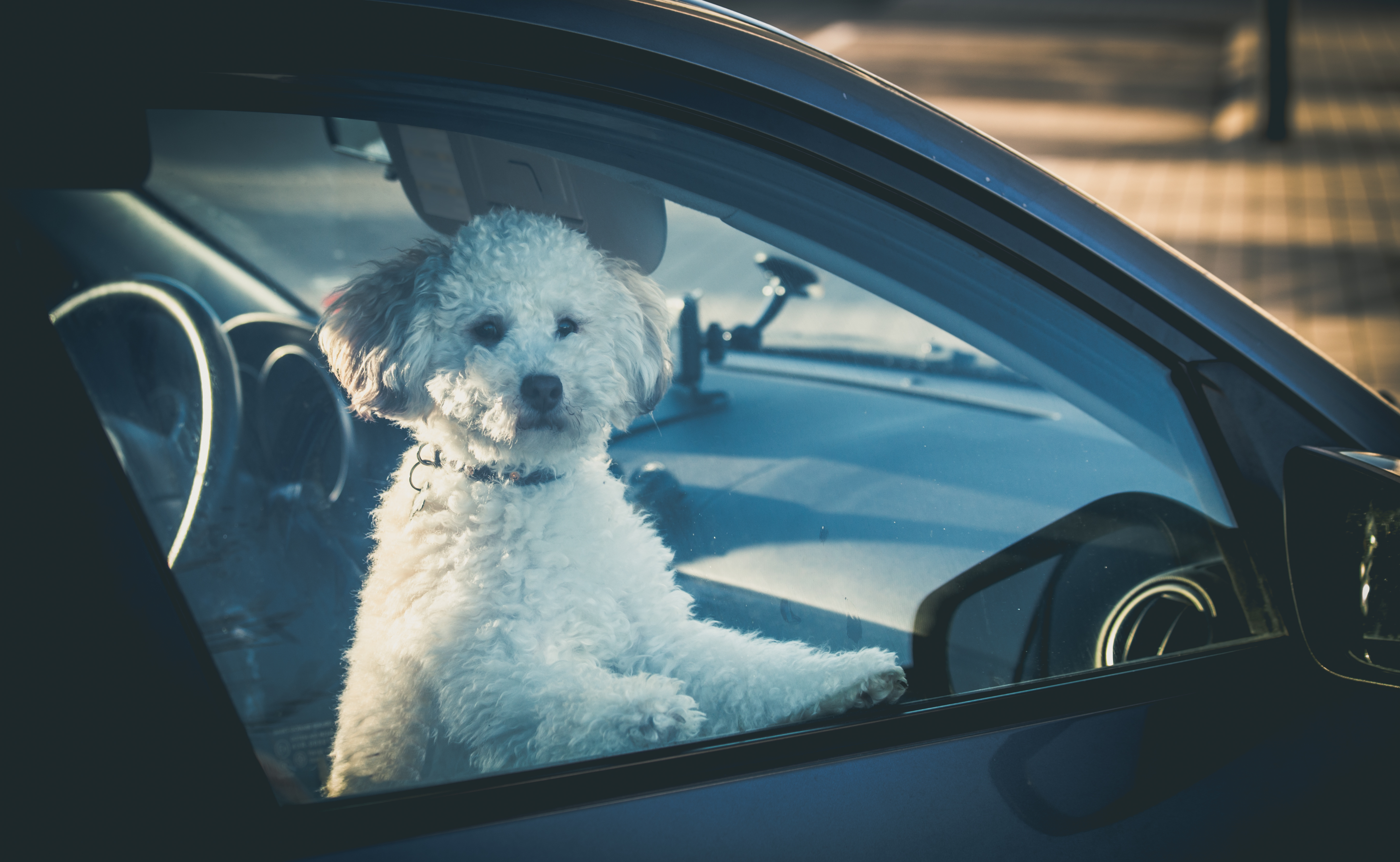 Pet left in a vehicle