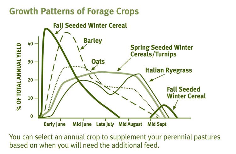 Growth Patterns of Forage Crops