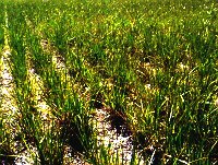 Image - Tall wheatgrass in moderately saline soils