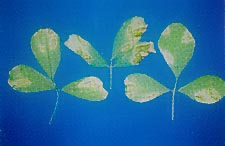 Stemphylium Leaf Spot 
