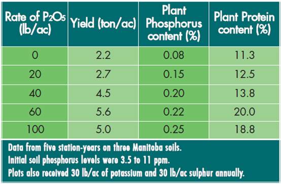 effect of phosphorus application on alfalfa yield, phos content and protein