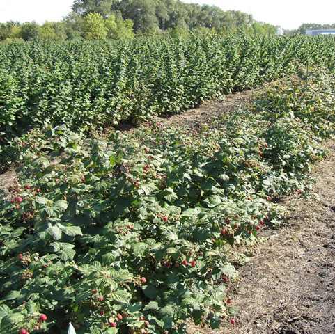 Raspberry plot