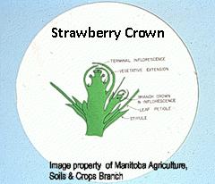strawberry crown