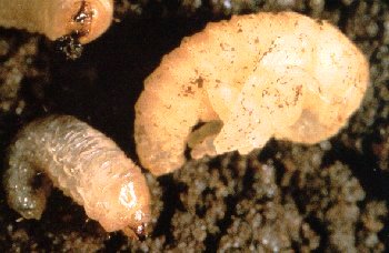Root Weevils I