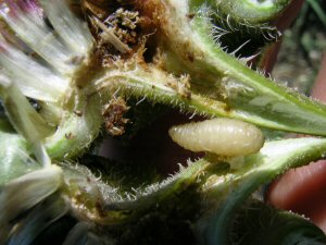 Sunflower Receptacle Maggot (Gymnocarena diffusa)