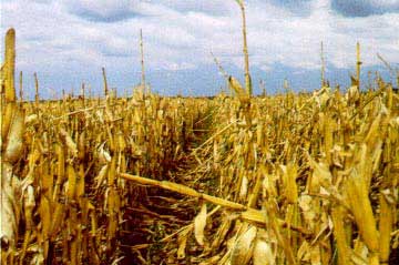 The most severe damage is stalk breakage prior to harvest.