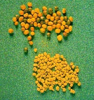 Canola seeds (top) and wheat midge cocoons (bottom)