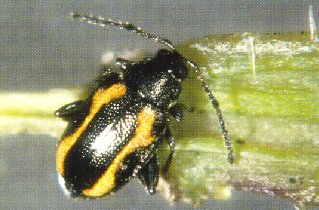Striped Flea Beetle (Black with distinctive yellow stripes on their elytra)
