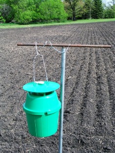 Bertha armyworm trap hung from post