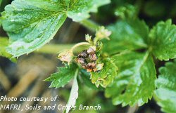 Clipper weevil damage to strawberry buds