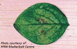 Hawthorn lace bug damage