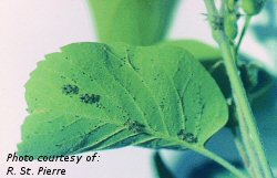 Hawthorn lace bug on underside of saskatoon