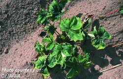 Leafhopper damage to strawberry