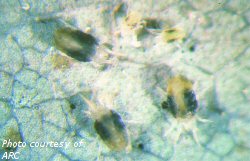 Two-spotted spider mite adults