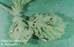 Raspberry fruitworm feeding damage to leaves