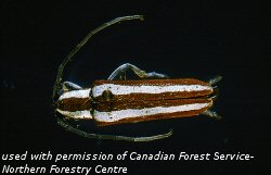 Saperda candida adult beetle
