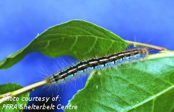 Prairie tent caterpillar larva