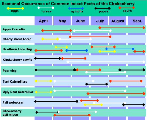 Seasonal Occurrence of Common Insect Pests of the Chokecherry