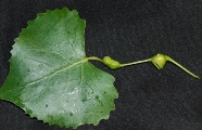 Galls on poplar petiole