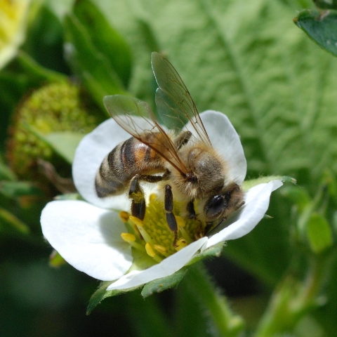 Honey Bee on Strawberry Flower