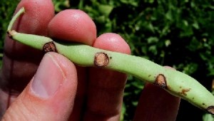 Sunken lesions on pods showing spore 