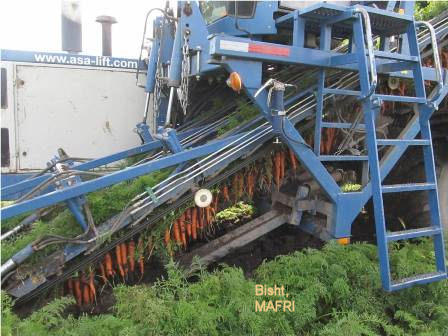 mechanical harvest of carrots
