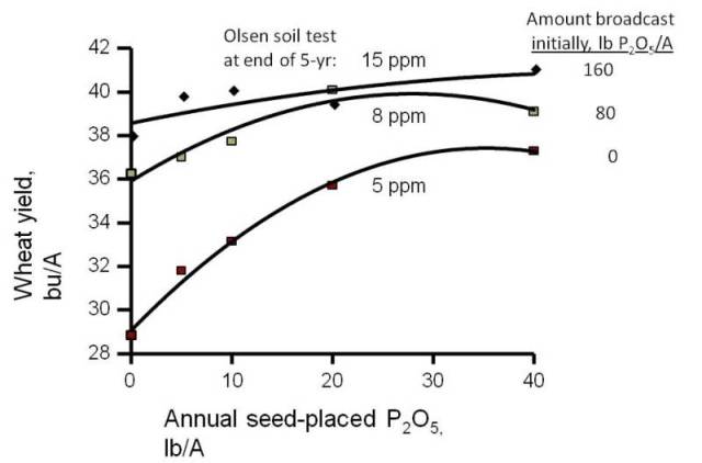Phosphorus fertilization on wheat