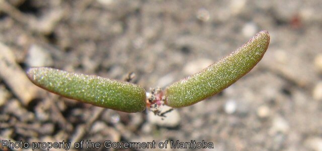 Lamb's quarters seedling