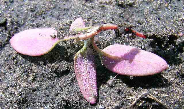 Lamb's quarters seedling - pink underside