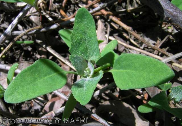 Lamb's quarters seedling