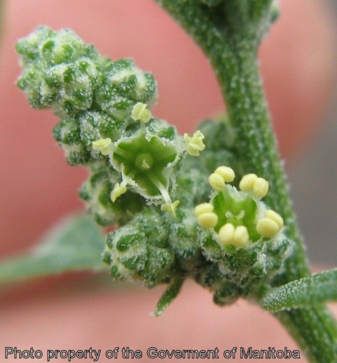 Lamb's quarters flowers