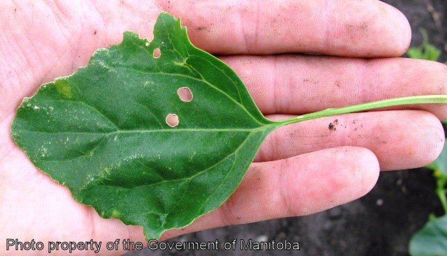 Lamb's quarters leaf and petiole