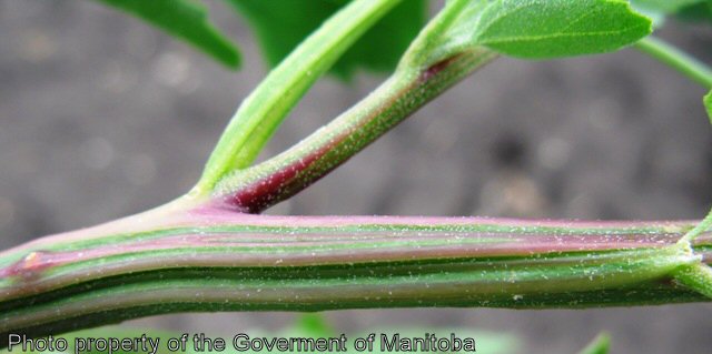 Lamb's quarters leaf attachment and stem