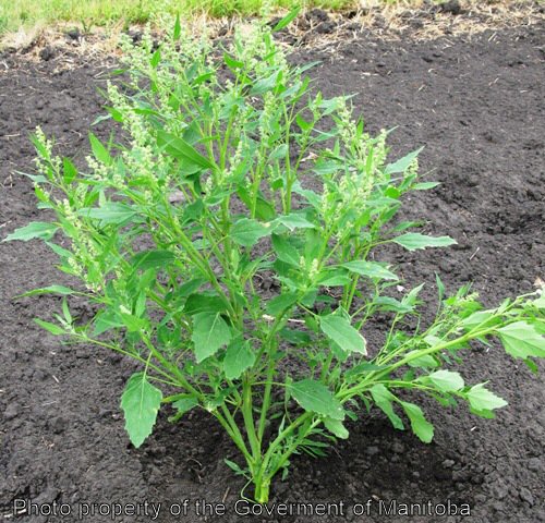 Lamb's quarters plant