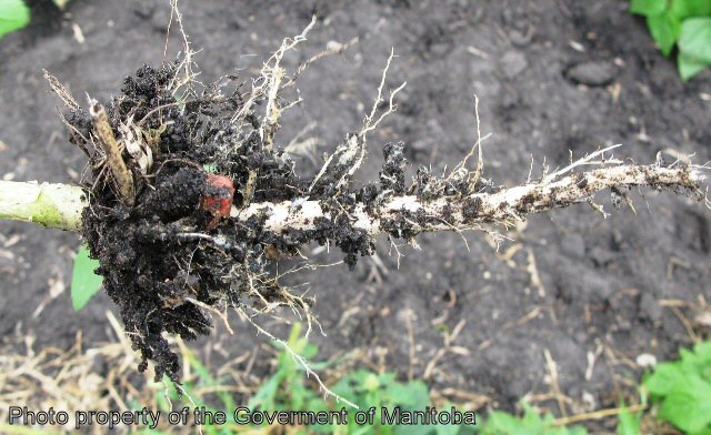 Lamb's quarters root
