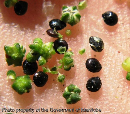 Lamb's quarters seeds