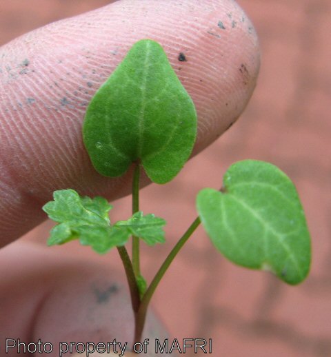 Round-leaved mallow cotyledon