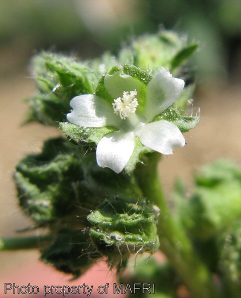 Round-leaved mallow flower