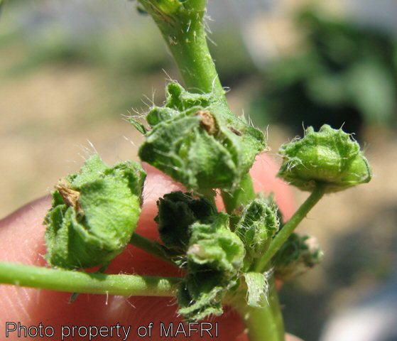 Round-leaved mallow seed pods