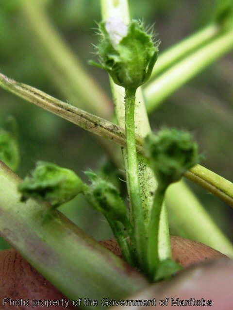 Round-leaved mallow flower bud