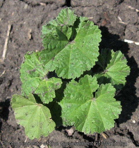 Round-leaved mallow juvenile
