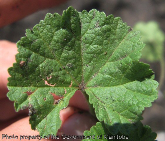 Round-leaved mallow leaf