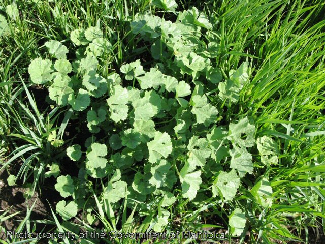 Round-leaved mallow mature plant