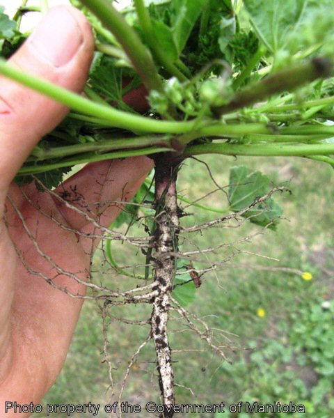 Round-leaved mallow root