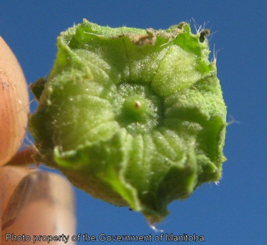 Round-leaved mallow seed capsule